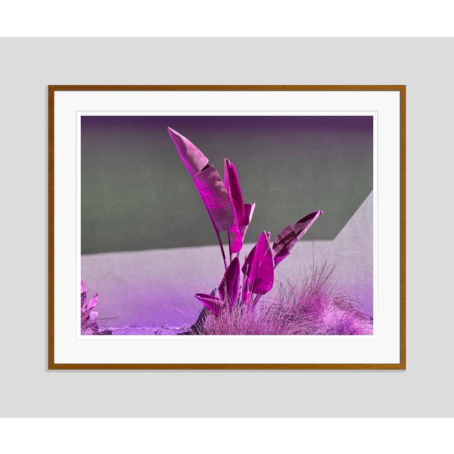 Modern Banana Purples by Stuart Möller Framed For Sale - Image 3 of 3