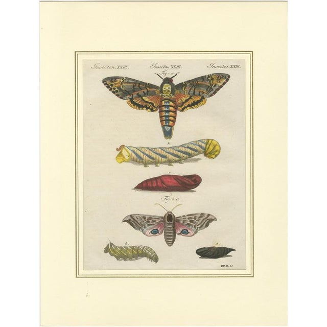 Hollywood Regency Bertuch, Hawk Moth Life Cycle, 1810, Engravings, Set of 2 For Sale - Image 3 of 14