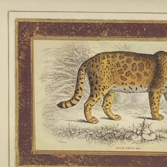 Mid 20th Century Pair: Vintage Jaguar Felis Onca Book Plate Lithographs Framed Art Print Big Cats For Sale - Image 5 of 18