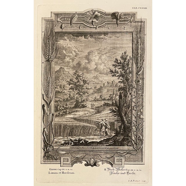 Mid 18th Century Pair of Antique Engravings by Johann Jakob Scheuchzer For Sale - Image 5 of 5