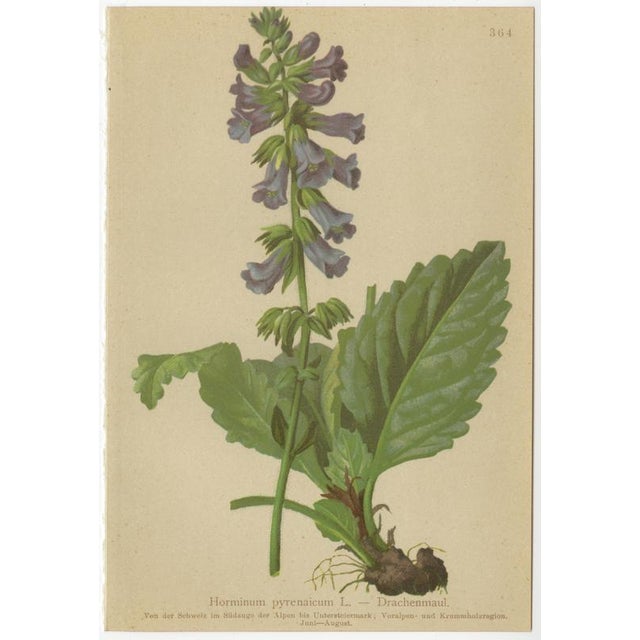 Late 19th Century After Anton Hartinger, Alpine Botanical Plates, Chromolithographs, 1897, Set of 8 For Sale - Image 5 of 12