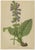 Late 19th Century After Anton Hartinger, Alpine Botanical Plates, Chromolithographs, 1897, Set of 8 For Sale - Image 5 of 12