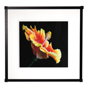 Chinese Hibiscus I - Limited Edition Framed Photograph Signed - Hal Kaye (1927-2020)