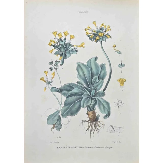 Lithograph hand watercolored. Belongs to the Series "Atlante di Botanica popolare ossia Illustrazione di Piante Notevoli...