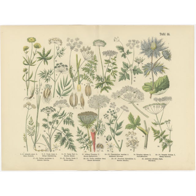 M. Fünfstück, Umbellifers & Medicinal Plants, 1890s, Chromolithograph, Set of 2 For Sale - Image 4 of 9