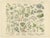 M. Fünfstück, Umbellifers & Medicinal Plants, 1890s, Chromolithograph, Set of 2 For Sale - Image 4 of 9