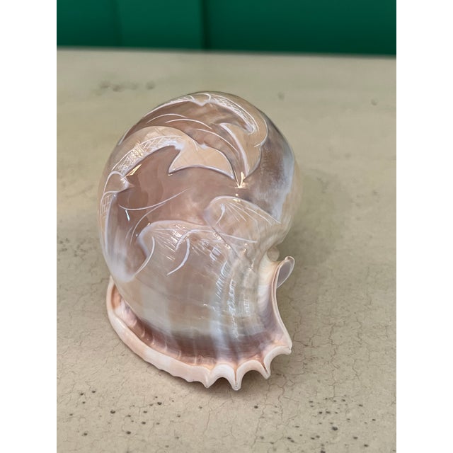 Bone Vintage Carved Scotch Bonnet Seashell With Dolphins For Sale - Image 7 of 8