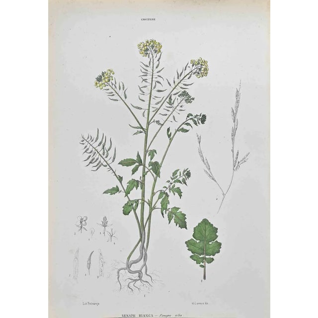 Vincenzo Tenore, White Mustard, Lithograph, 1870s For Sale