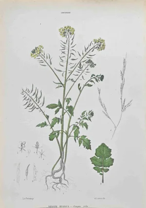 Vincenzo Tenore, White Mustard, Lithograph, 1870s