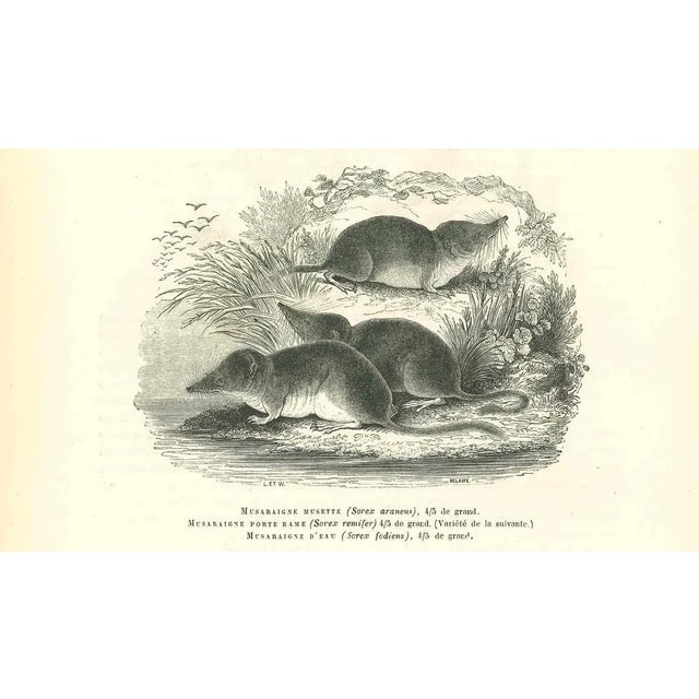 Musaraigne is an original lithograph on ivory-colored paper, realized by Paul Gervais (1816-1879). The artwork is from The...