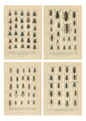 Calwer, Longhorn Beetles, European Cerambycidae, 1893, Chromolithographs, Set of 4