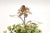 Silver Flower with Applications For Sale - Image 3 of 6
