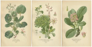 Creeping Sailor, London Pride and Thick-Leaved Saxifrage, 1897, Paper, Set of 3