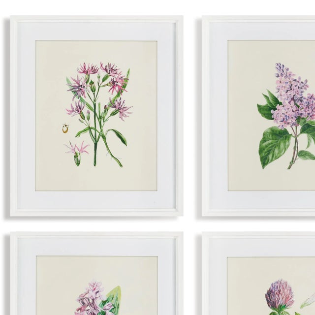 Rustic European Botanical Study Prints, Framed from Kenneth Ludwig Chicago - Set of 6 For Sale - Image 3 of 4
