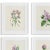 Rustic European Botanical Study Prints, Framed from Kenneth Ludwig Chicago - Set of 6 For Sale - Image 3 of 4