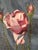 Antique Oil on Canvas Roses Still Life- Signed Pentelei-Molnar For Sale - Image 4 of 12
