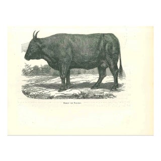 Paul Gervais, The Ox, 1854, Lithograph For Sale