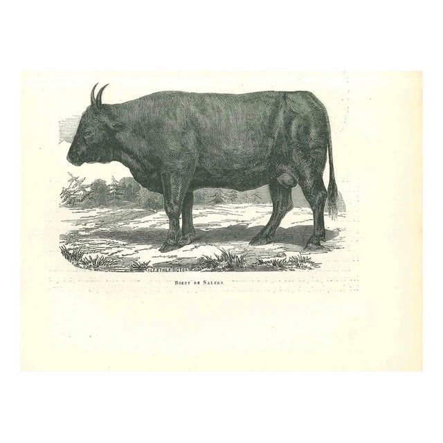 Paul Gervais, The Ox, 1854, Lithograph For Sale