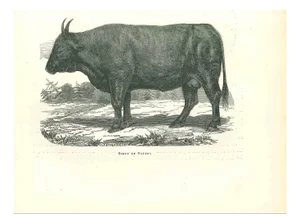 Paul Gervais, The Ox, 1854, Lithograph