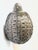 Antique South East Asian Silver Betel Nut Turtle Box For Sale In San Francisco - Image 6 of 10