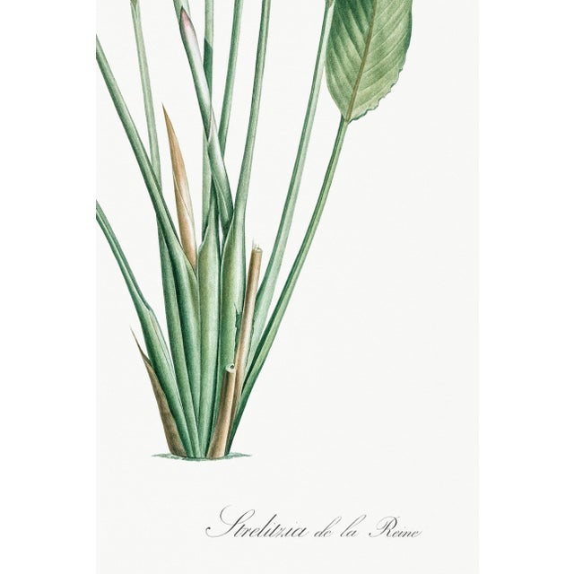 Bird of Paradise Illustration, Vintage Botanical Art Print Reproduction, 20" X 30" For Sale - Image 11 of 11