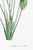 Bird of Paradise Illustration, Vintage Botanical Art Print Reproduction, 20" X 30" For Sale - Image 11 of 11