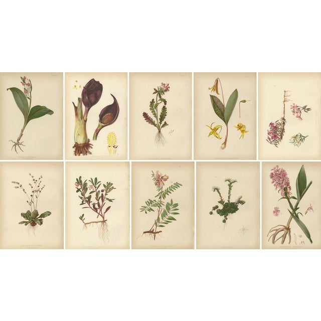 After Meehan, Native US Flora, Chromolithographs, 1879, Set of 10 For Sale - Image 6 of 6