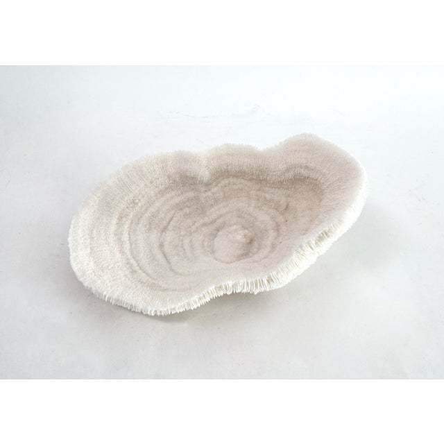 Beautiful natural Bowl coral specimen which can be displayed as a concave vessel or convex. A smaller elongated example,...