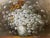 Contemporary Nancy Lee, Still Life Composition, Oil Painting On Canvas For Sale - Image 3 of 14
