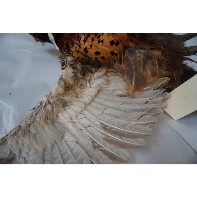 Taxidermy Flying Pheasant For Sale - Image 15 of 15
