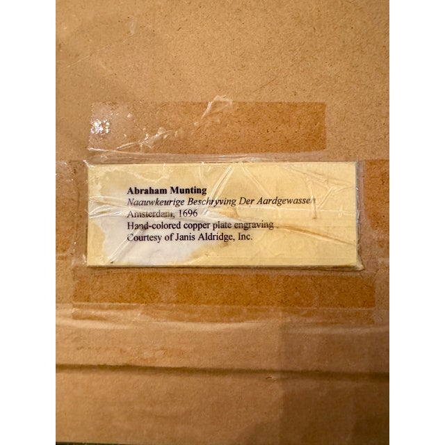 Abraham Munting Hand-Colored Copper Plate Engraving Framed Prints, 1696 - Set of 2 For Sale - Image 4 of 4