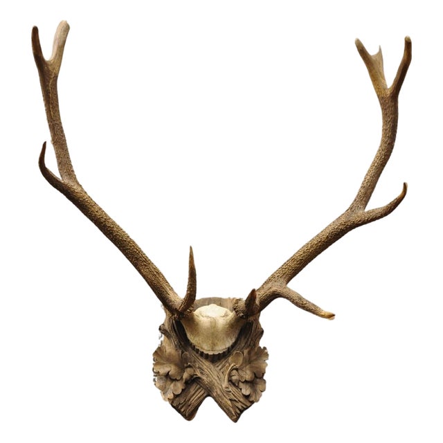 Antique Black Forest Victorian Wall Mounted Taxidermy Large Deer Skull & Antlers For Sale