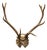 Antique Black Forest Victorian Wall Mounted Taxidermy Large Deer Skull & Antlers For Sale