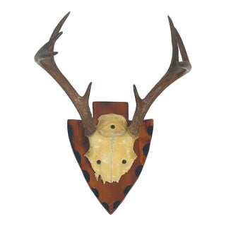 Vintage Roe Deer Antlers 8 Points on Wood Board For Sale