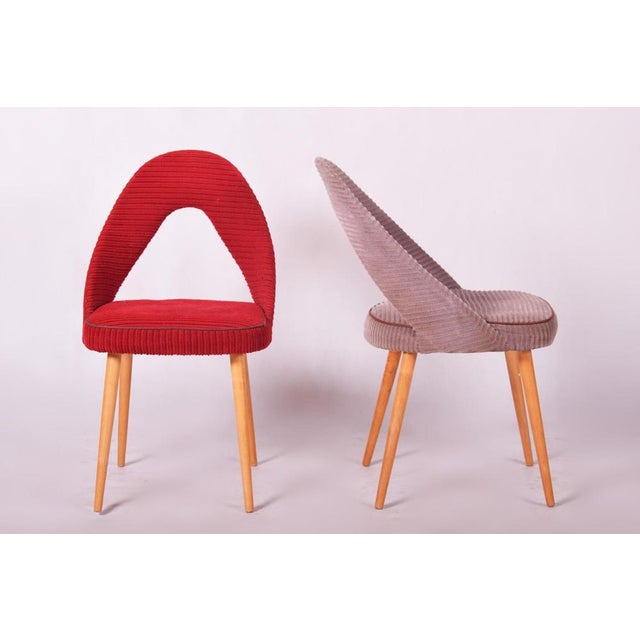 1950s Mid-Century Chairs in Beech, Czech, 1950s, Set of 4 For Sale - Image 5 of 11
