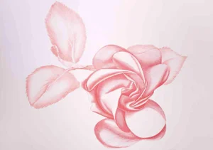 Giacomo Porzano, Red Rose, Original Etching, 1970s