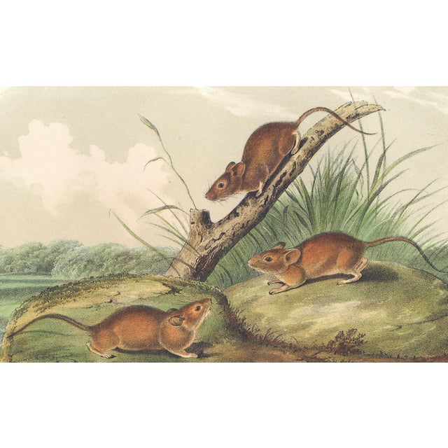 Original first edition Audubon stone lithograph from "The Viviparous Quadrupeds of North America", octavo edition, printed...