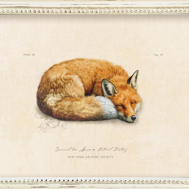 Illustration Reproduction Vintage Fox Art Print (1) in Vintage Whitewashed Frame For Sale - Image 3 of 5
