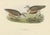 Gould, The Dotterel Bird, 1832, Paper For Sale - Image 3 of 5