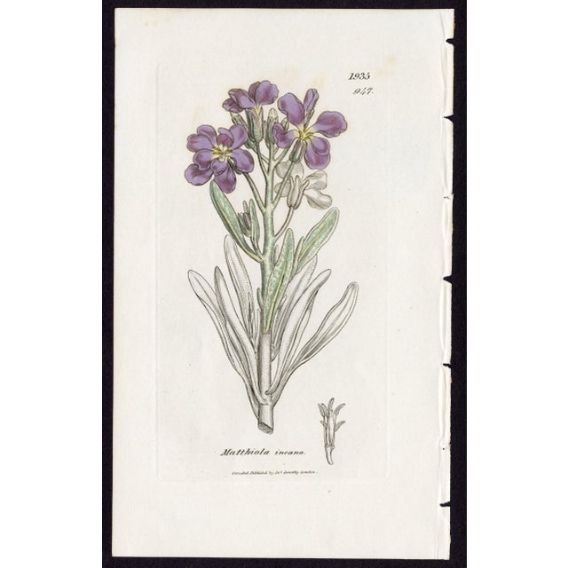 Offered here is an original antique botanical print from the celebrated English Botany series, featuring the distinctive...