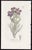 Offered here is an original antique botanical print from the celebrated English Botany series, featuring the distinctive...