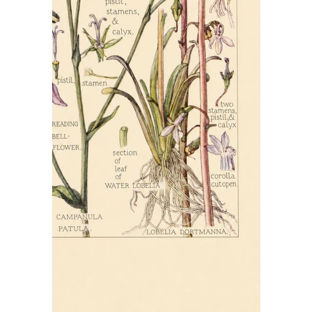 Not Yet Made - Made To Order Bell Flowers Plate 1, Vintage Botanical Art Print Reproduction, 24" X 36" For Sale - Image 5 of 14