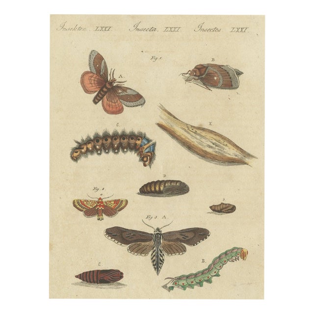 Bertuch, Moth Life Cycles with Caterpillars, 1815, Print For Sale