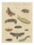 Bertuch, Moth Life Cycles with Caterpillars, 1815, Print For Sale