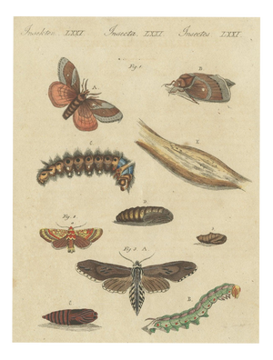 Bertuch, Moth Life Cycles with Caterpillars, 1815, Print