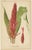 These chromolithographs were published in the "Revue Horticole" where they showcase an exquisite level of detail and...