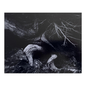Jack Welpott Variation On Weston 1963 Photography