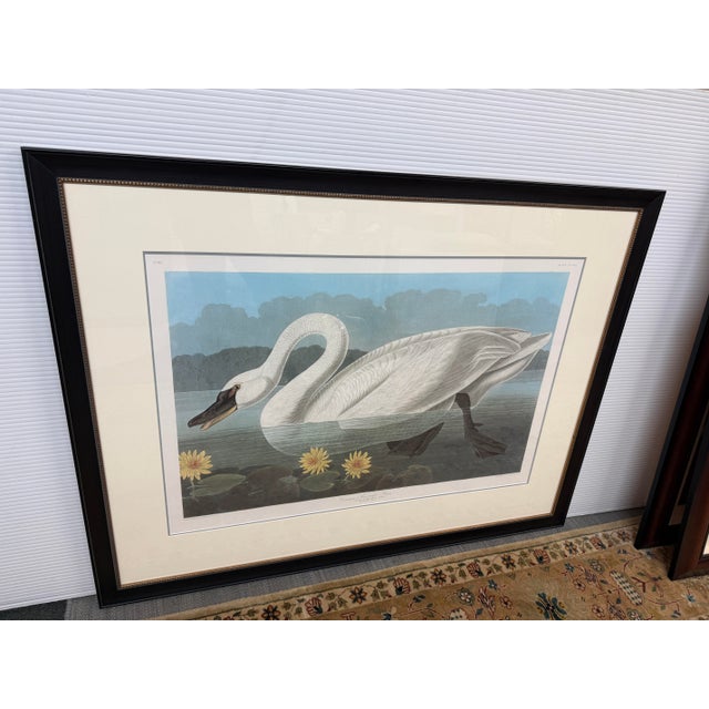 Design Plus Gallery presents the Common American Swan Original Lithograph Print from The Birds of America Collection by...