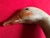 American Antique Carved Wood & Paint Decorated Snow Goose Waterfowl Bird Decoy Circa 1920 For Sale - Image 3 of 18