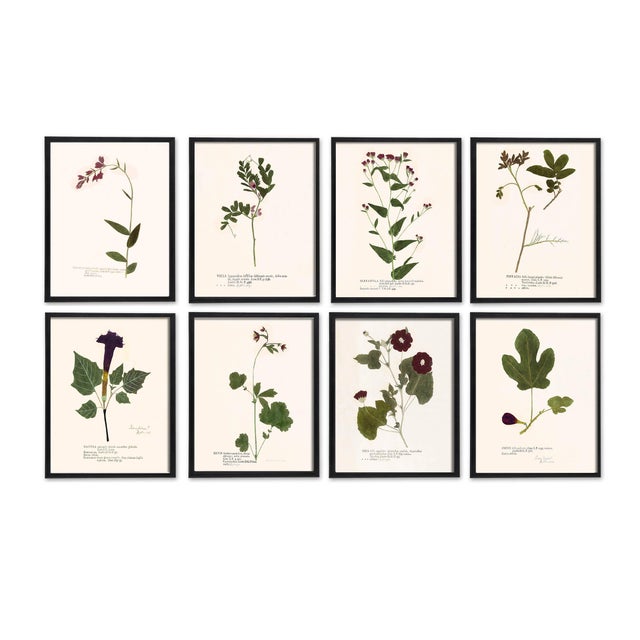 English Antique Botanical Set in Oxblood - Set of 8 16" X 20" For Sale - Image 3 of 15